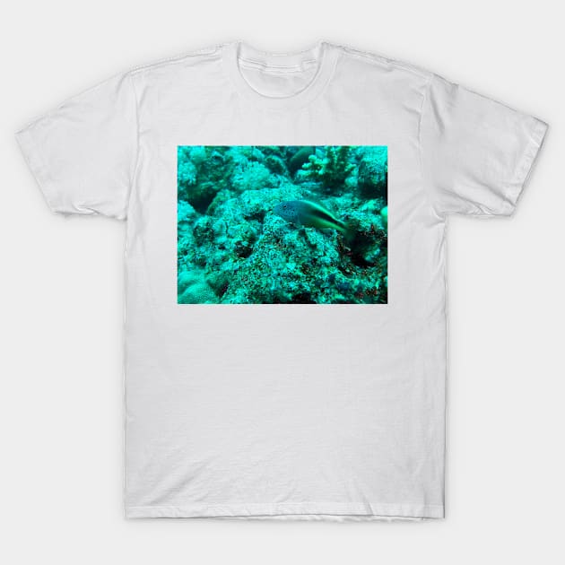 fish in the coral reef T-Shirt by likbatonboot